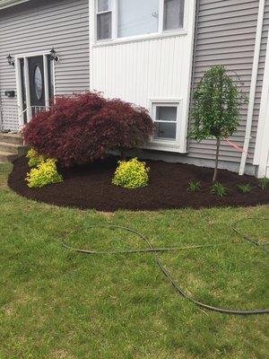 New plantings