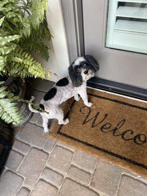 Shaved Havanese