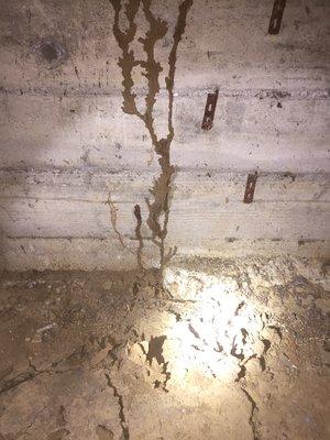 Subterranean termites in sub-area