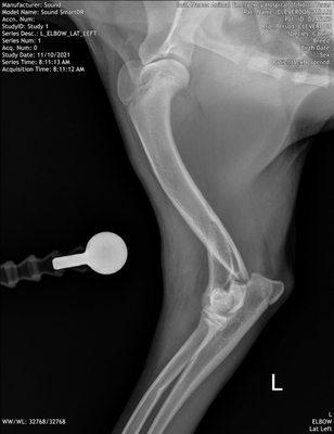 6 month old Lab/GSH hyprid. Broken humerus & condyle in 2 places from jumping in back yard and landing wrong.