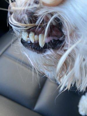 My dogs teeth after cleaning