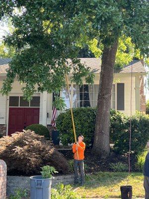 Man on the ground pruning limbs