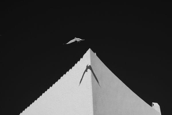 Fine art photograph of a seagull in flight by Salvador Dali's home in Spain, offered as a limited edition gallery print.