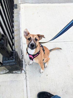 Mila is just learning to walk.  She is a rescue from the south, welcome to Bushwick!