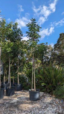 A delivery of Gumbo Limbo