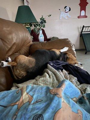 Bruno being comfy on the couch