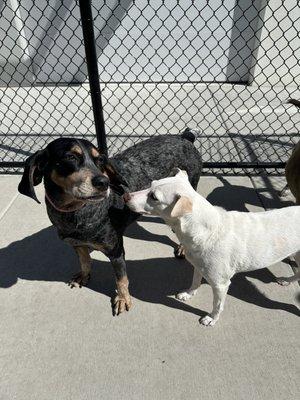 Playtime at PetSuites!