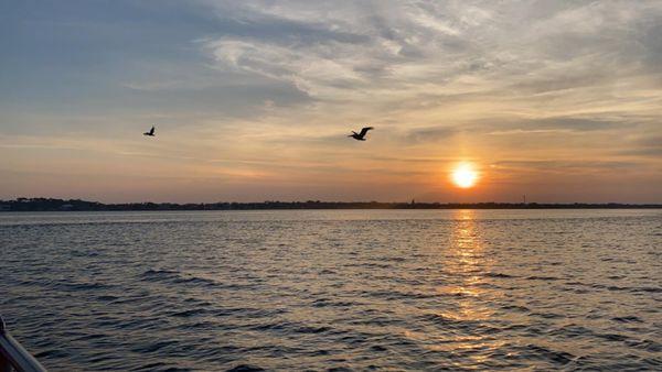 Sunset and soaring Brown Pelicans