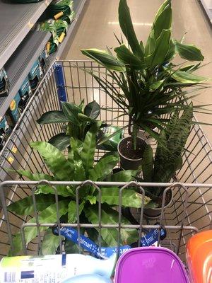 Good selection in gardening. These house plants have pretty much thrived since we bought them. We will be back to purchase more.