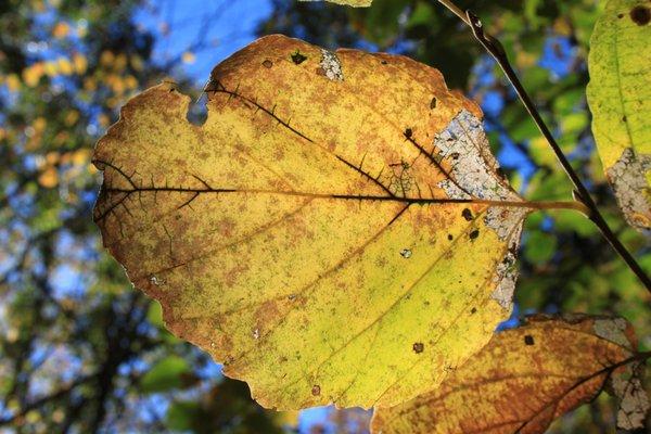 A leaf along the trail