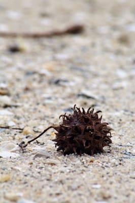 Sweetgum Pod follows me everywhere--even on the beach.