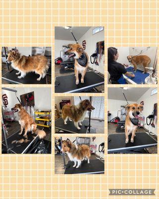 Deb's Bark Avenue Grooming