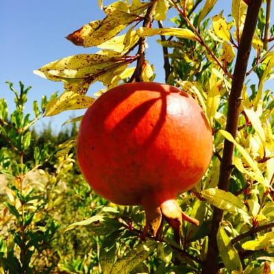 Pomegranates to warm your hands at;