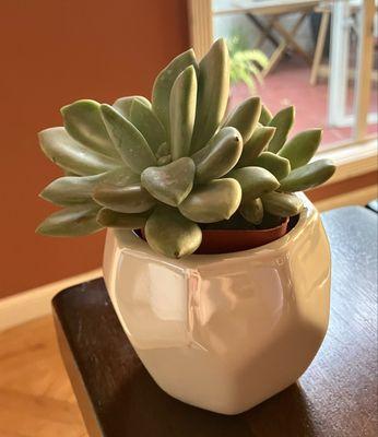 A little house succulent