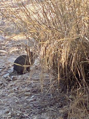 Wild bunny  rabbit