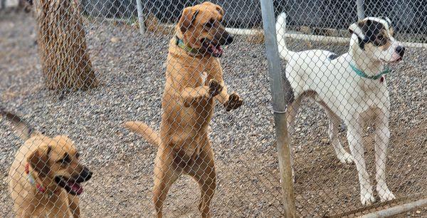 Three dogs that came together wanting a dog in the next play yard to come play with them.