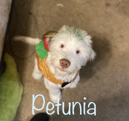 Petunia had a wild side!