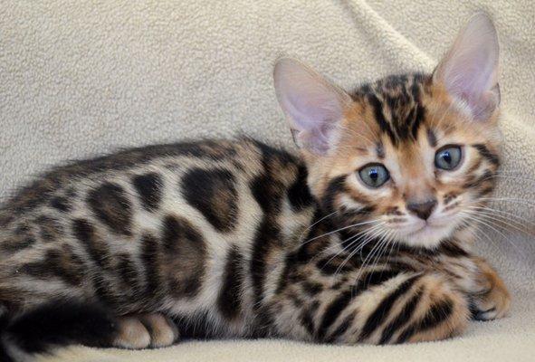 Beautiful Bengals Baby