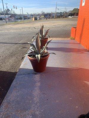 Agave plants at entrance