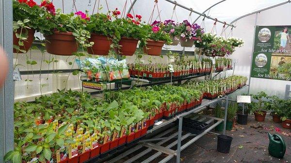 Organic veggie greenhouse