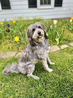 Joy- Bordoodle post groom