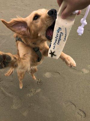 Bear jumps for his bumper!