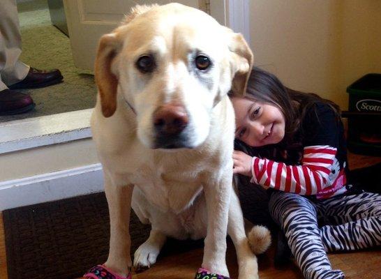 Susan's labrador Jesse, our beloved office dog!