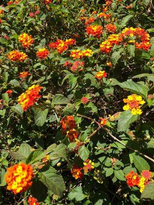 Alice Keck Park Memorial Gardens