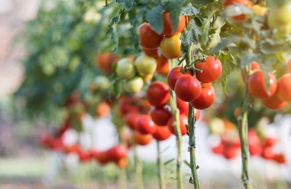 Over 80 Types of Tomatoes are grown on Natorp's Nursery