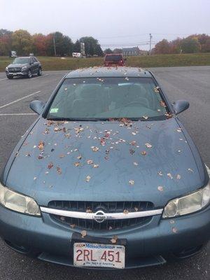 What my car looks like minus a bunch of leaves because the wind took them off when I got my car returned from this place they don't care