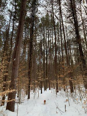 One of many stunning views at Hartwick Pines State Park