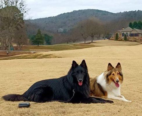 Johnnie is a Belgian Sheepdog and Tess is a Rough Collie! They both LOVE Pet Gallery!