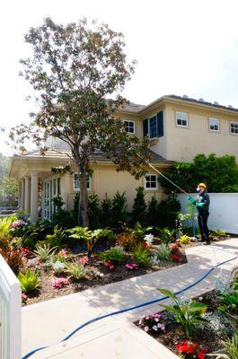 This Magnolia tree is receiving a treatment to manage pesky Scale insects and Sooty Mold.