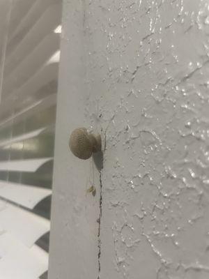 Mushroom growing from wall