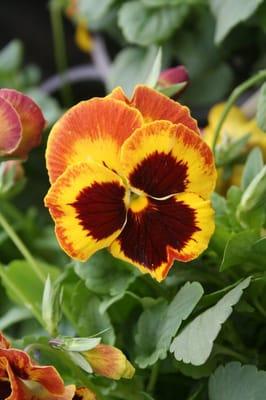 Fall pansies from our Plant Center