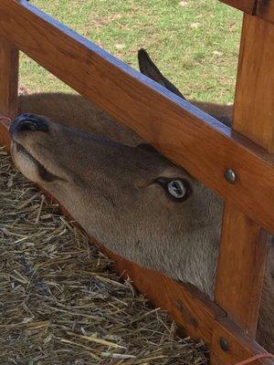 Pupils of deer indicate where they are specific to origin