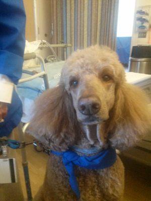 Zander of St. John's Health Center's "Pawsitive Pet Program" a Pet Partners Therapy Animals member.