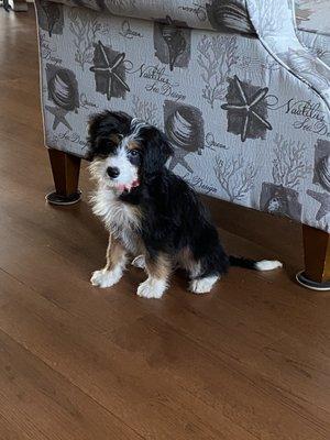 Molly the Bernedoodle