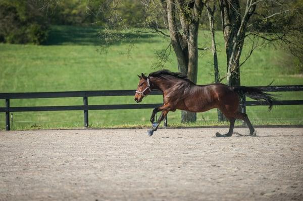 Torero thinking of his racing days.