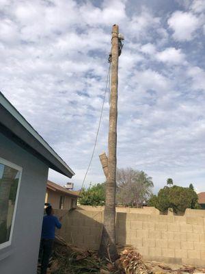 Anchorage Tree Removal & Trimming