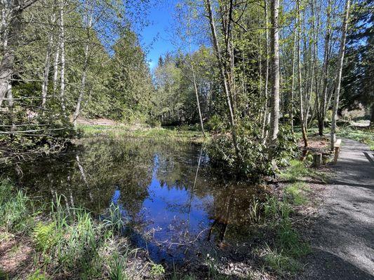 Wetlands pond