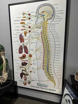 Nervous system