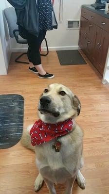 Awkward dog showing off his pretty bandana after a grooming