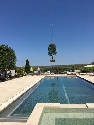 Large tree installation by Mahoney Associates