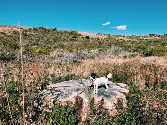 Crue was so happy to go hiking after getting a nice shaved groom from Kosita's pet grooming. No dreads here!