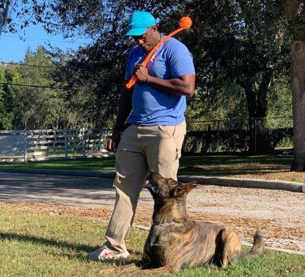 Laurent Gabriel works his dog Duke at the Elite Professional Dog Training facility Lake Mary-Sanford, Florida.