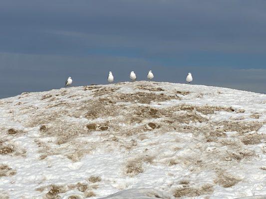 Like Gulls in an arcade