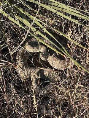 Prairie rattlesnake right next to the path