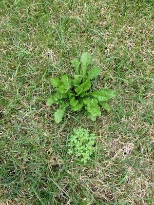 Weeds & brown grass