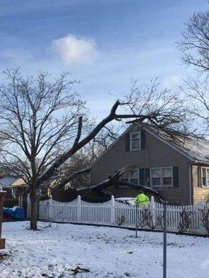 B & B Tree Service